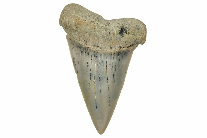 Colorful, Fossil Broad-Tooth Mako Shark Tooth - Bakersfield, CA #351429
